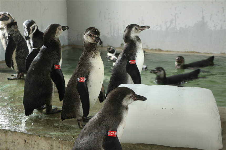 ��h����@�ɹ�����14ֻ���ϭh(hu��n)���Z��������