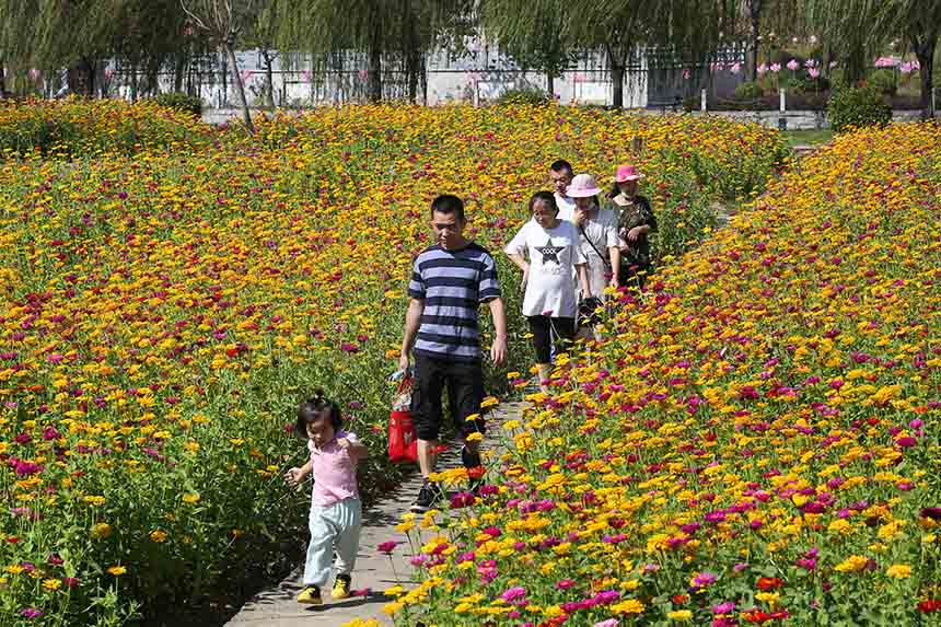 游人漫步花海之中