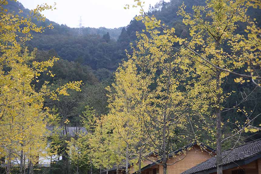 ���S�y�������S����l(xi��ng)�����^�p���Ό�ϲ�z