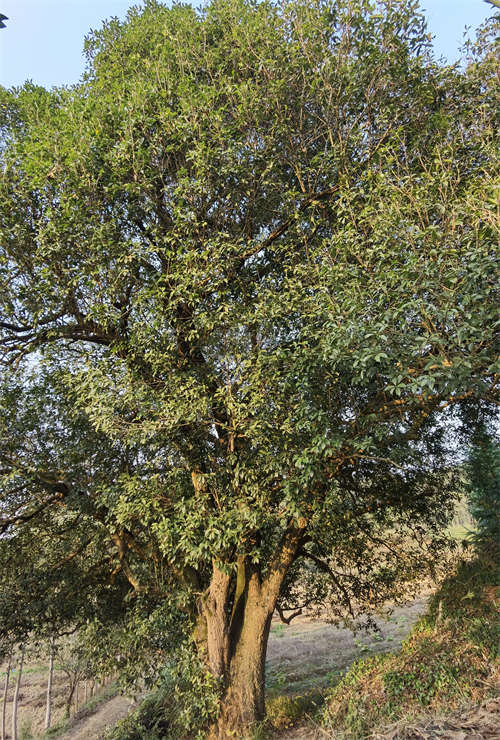 湖北崇陽(yáng)發(fā)現(xiàn)一處野生古桂群落 最大一棵樹(shù)齡超560年【6】