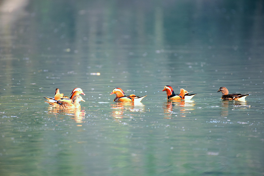 湖北建始:生態(tài)好 鴛鴦棲