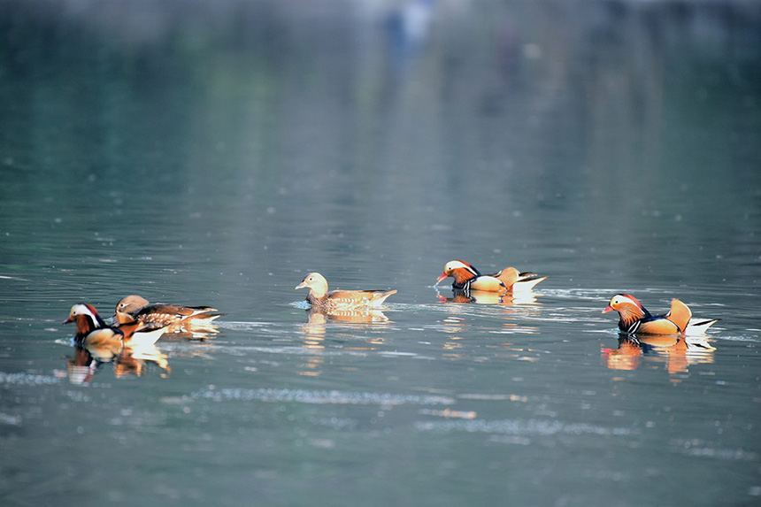 湖北建始:生態(tài)好 鴛鴦棲【6】