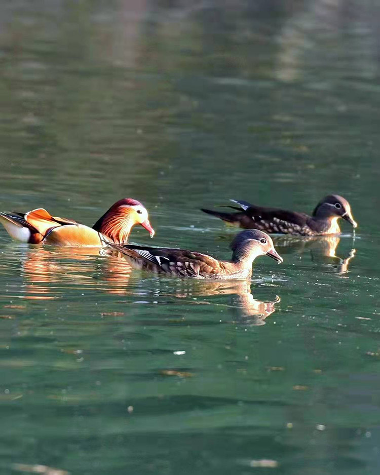 湖北建始:生態(tài)好 鴛鴦棲【4】