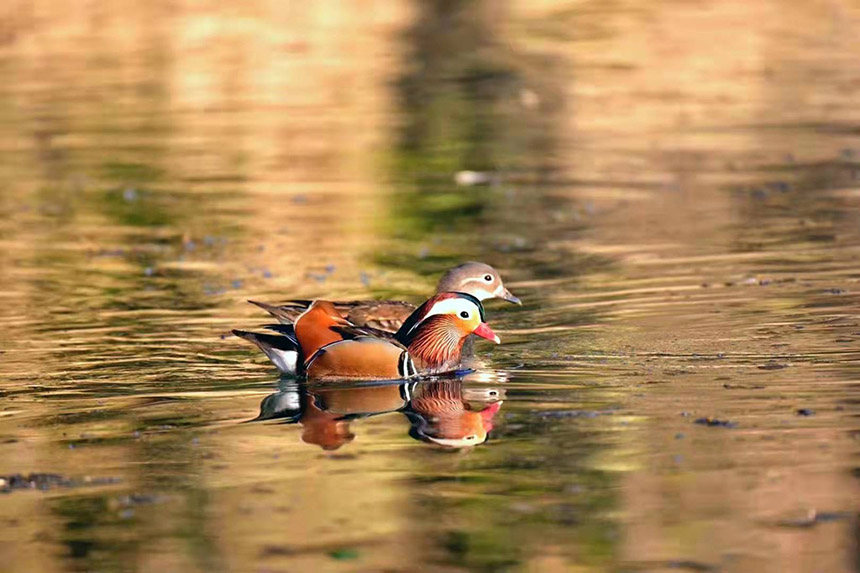 湖北建始:生態(tài)好 鴛鴦棲【5】