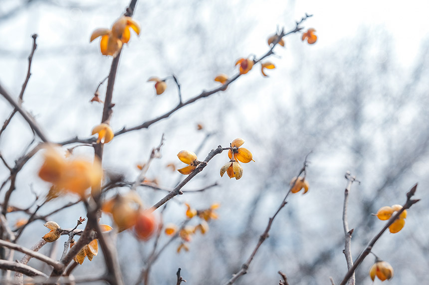 �����t�����Ͼ�ɽѩ����V �F(xi��n)�����(sh��)��������13��