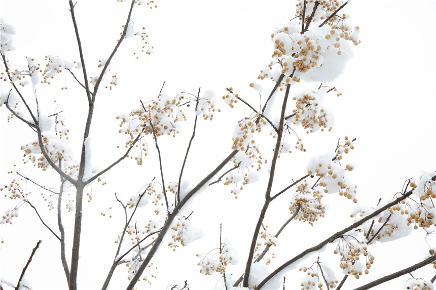 �����t����ѩ����V ��ѩӳ���� 