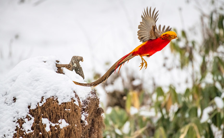 ������ʼ���t���\�uѩ���w�� ���箋���P�ˡ�2��