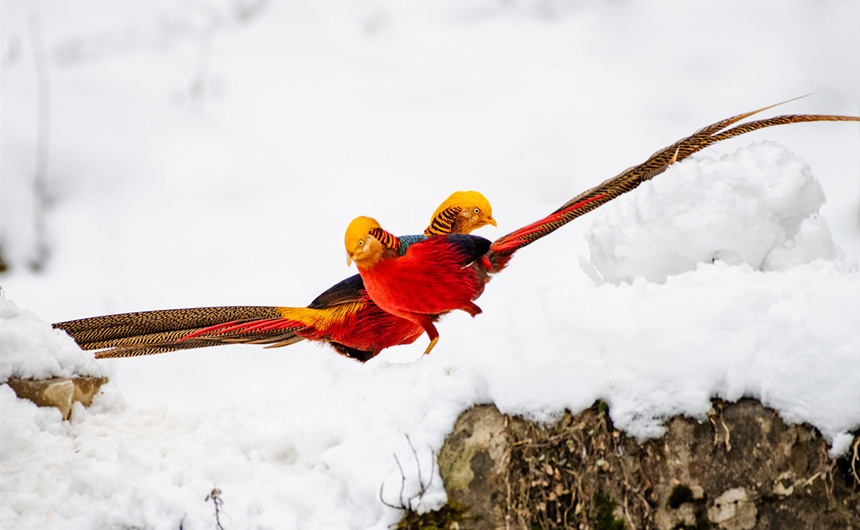 ������ʼ���t���\�uѩ���w�� ���箋���P�ˡ�4��