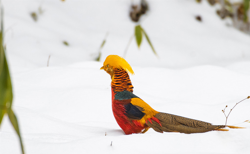 ������ʼ���t���\�uѩ���w�� ���箋���P�ˡ�7��