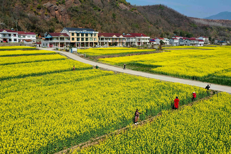 �ο��ں���ʡ���(y��ng)�б����h�R���(zh��n)ꐼҞ����Ͳ˻����p��������