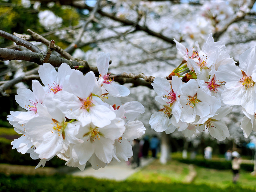 ��h��W(xu��)�ѻ��`�� �_(k��i)�žW(w��ng)�j(lu��)�����p�ѡ�ͨ����6��