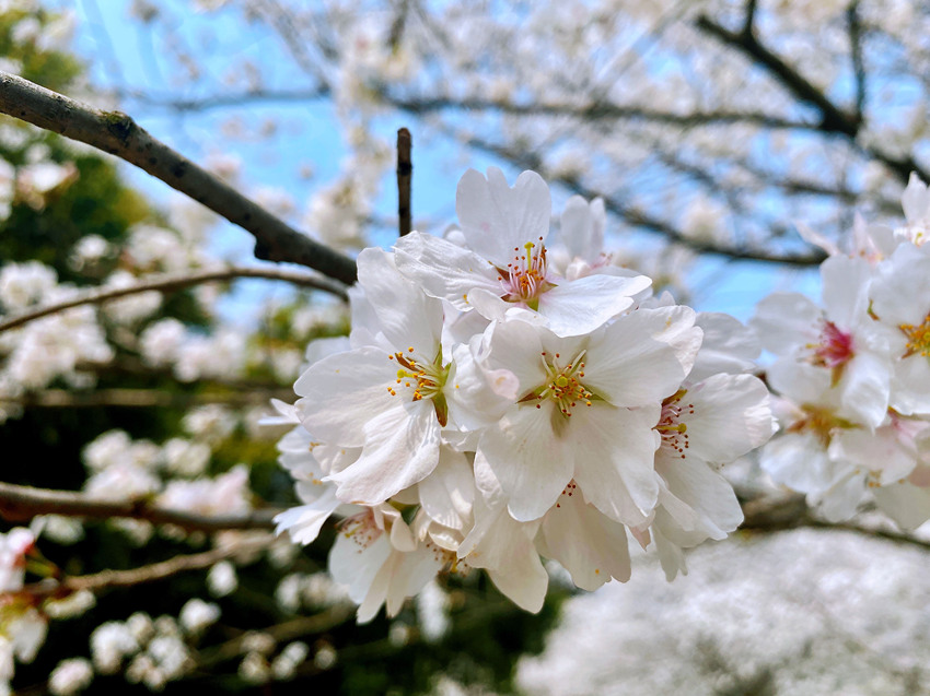 ��h��W(xu��)�ѻ��`�� �_�žW(w��ng)�j(lu��)�����p�ѡ�ͨ����8��