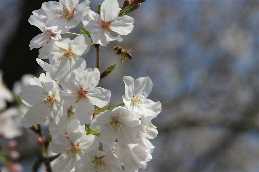 ��h�|��֮���c����sӢ��֮�ǡ�7��