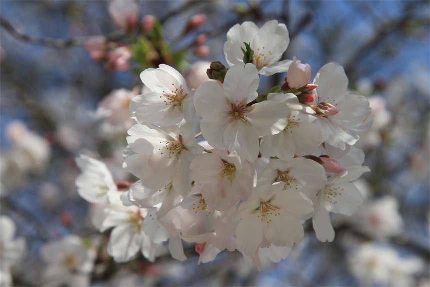 ��h�|��֮���c����sӢ��֮�ǡ�9��