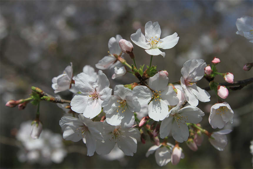 ��h�|��֮���c����sӢ��֮�ǡ�8��