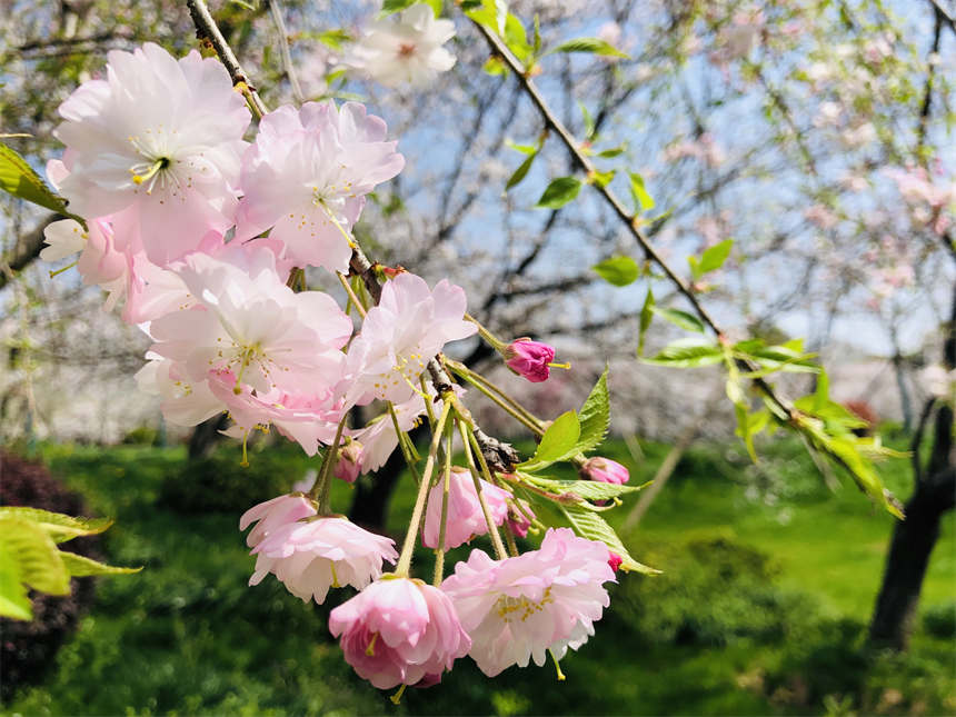 ��h�|��֮���c����sӢ��֮�ǡ�11��