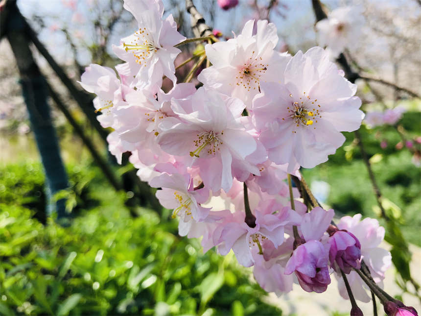 ��h�|��֮���c����sӢ��֮�ǡ�10��