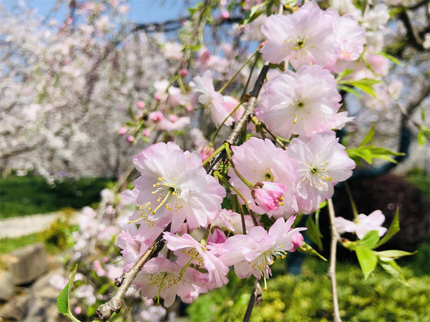 ��h�|��֮���c����sӢ��֮�ǡ�12��