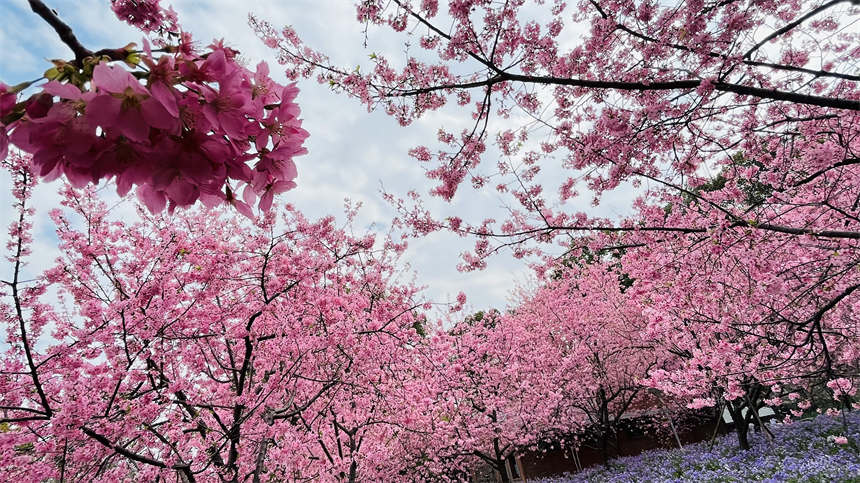 ��h�|��֮���c����sӢ��֮�ǡ�13��