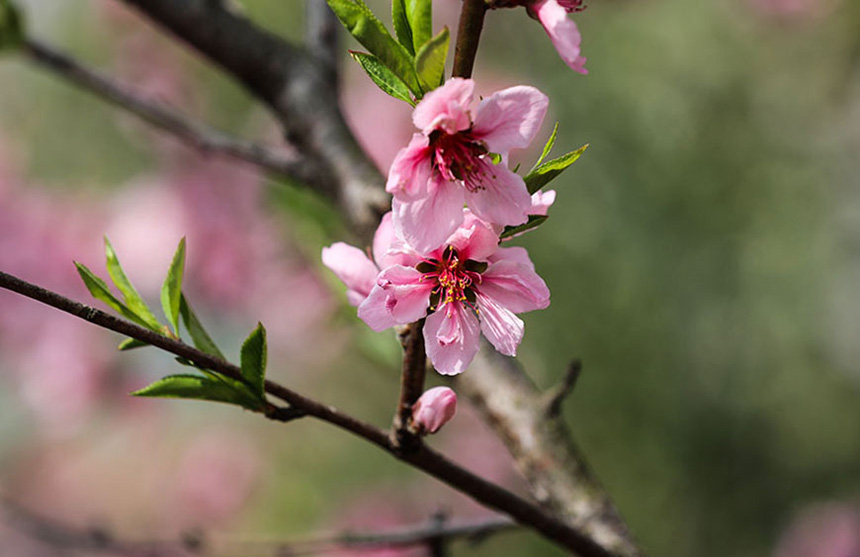 湖北巴東:峽江春意濃 桃花爛漫爭(zhēng)春色【3】