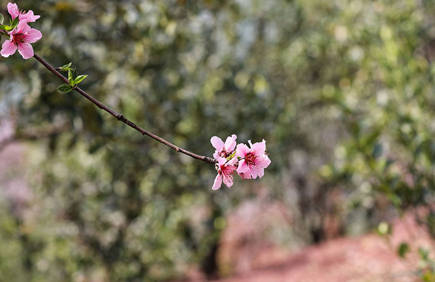 �����͖|���{������� �һ�������(zh��ng)��ɫ��4��