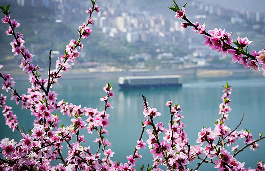 湖北巴東:峽江春意濃 桃花爛漫爭(zhēng)春色