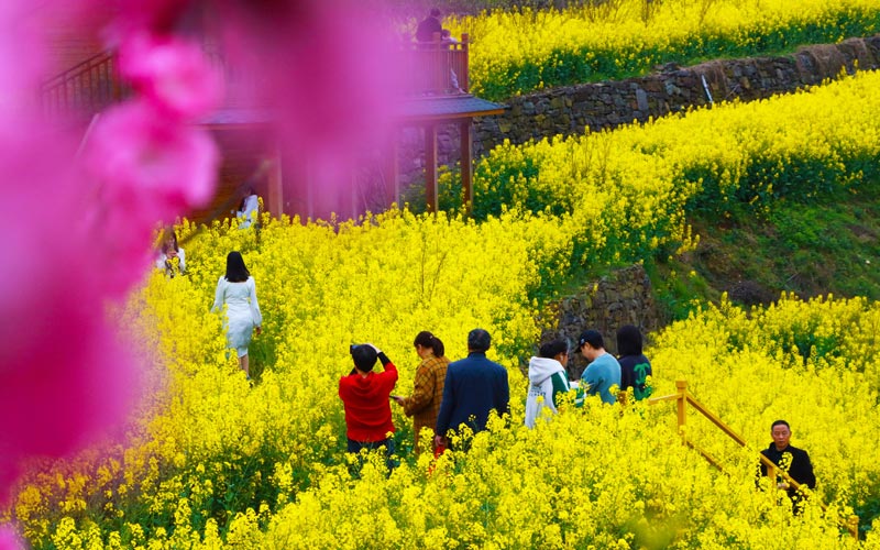 油菜花開迎客來
