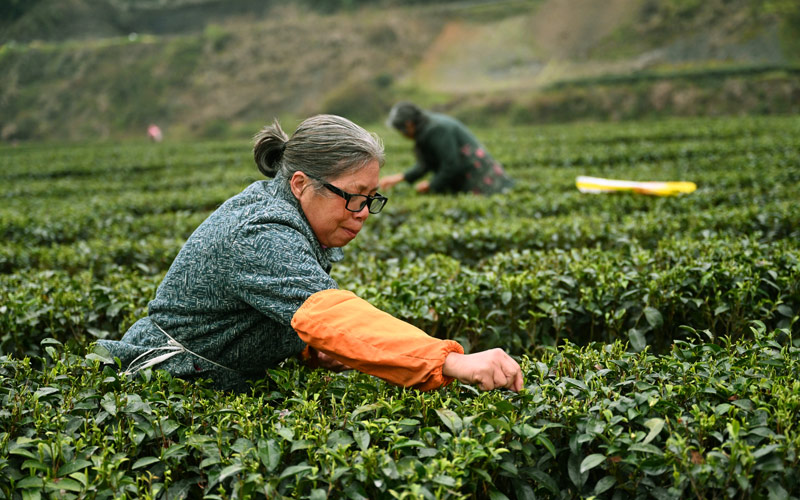 ë���(zh��n)���r(n��ng)������ǰ�衣���K�z