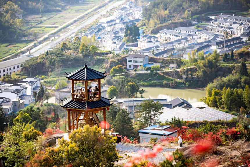 黃岡浠水黃溪沖村杜鵑盛開(kāi)。