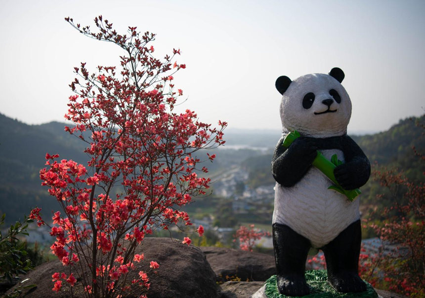 黃岡浠水黃溪沖村杜鵑盛開(kāi)。