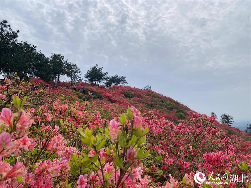 �������g������ ��ɽ���N�����t��2��