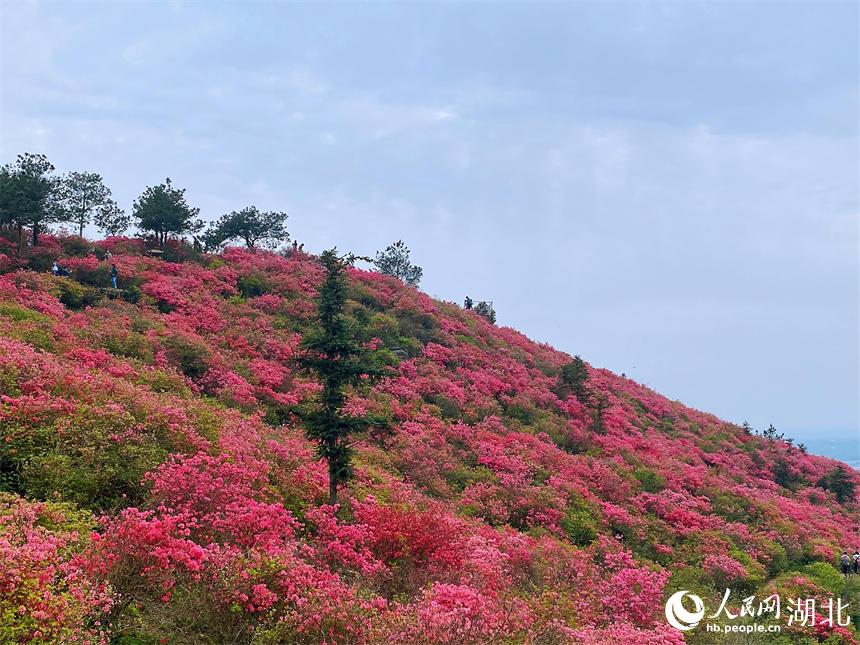 最美人間四月天 漫山杜鵑花正紅【3】