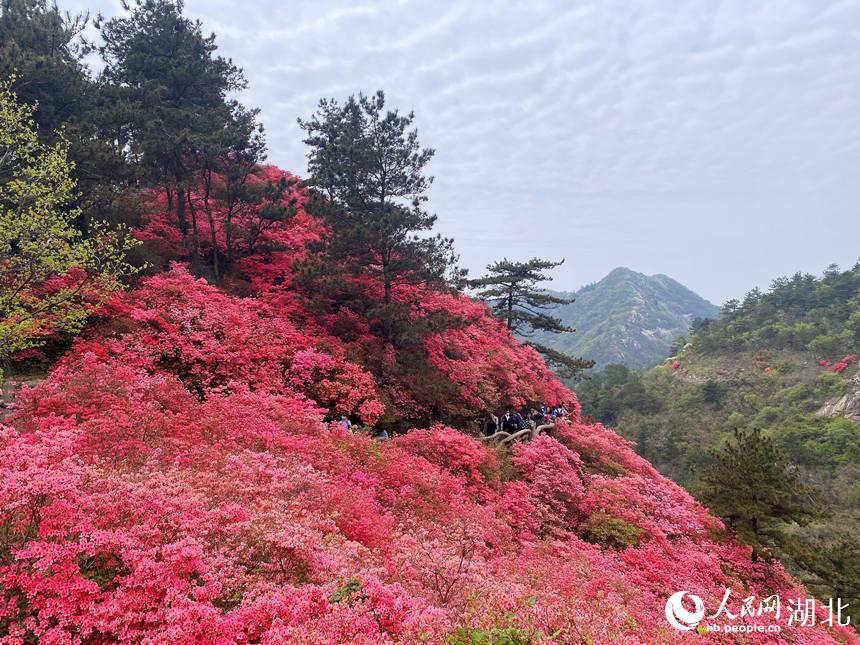 最美人間四月天 漫山杜鵑花正紅【6】
