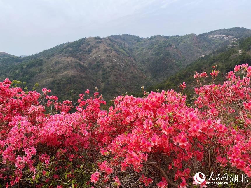 最美人間四月天 漫山杜鵑花正紅【8】