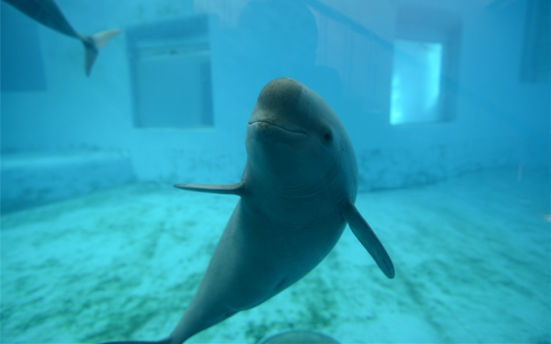 江豚媽媽福久在武漢白鱀豚館。武漢白鱀豚保護(hù)基金會(huì)供圖