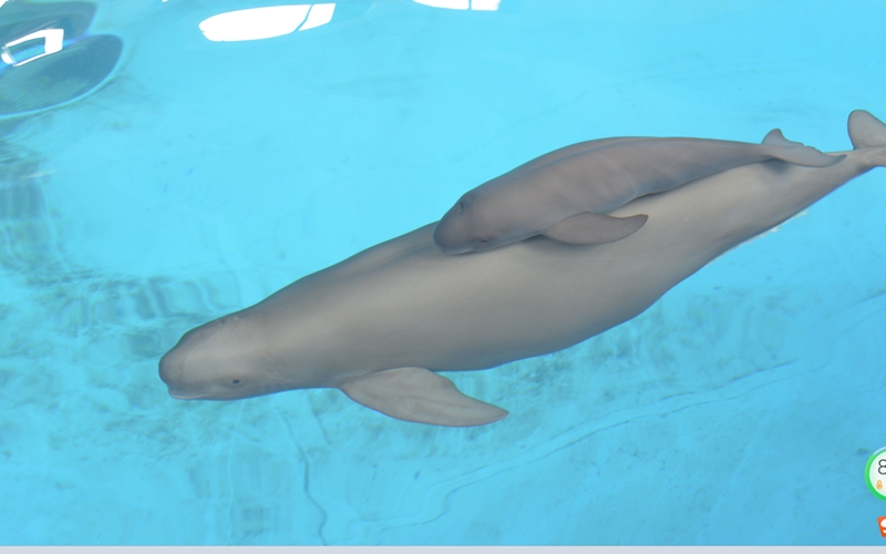 江豚媽媽和寶寶在一起（資料圖片）。武漢白鱀豚保護(hù)基金會(huì)供圖