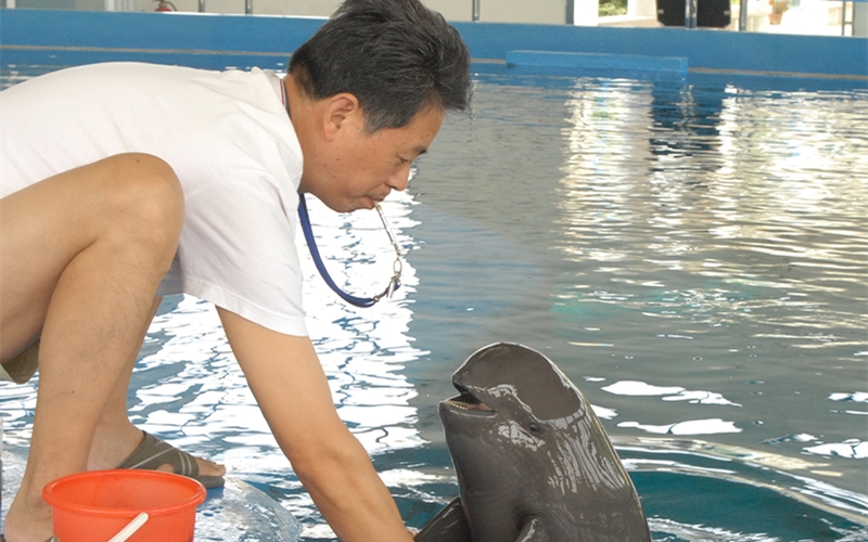 飼養(yǎng)員和江豚玩耍。武漢白鱀豚保護(hù)基金會(huì)供圖
