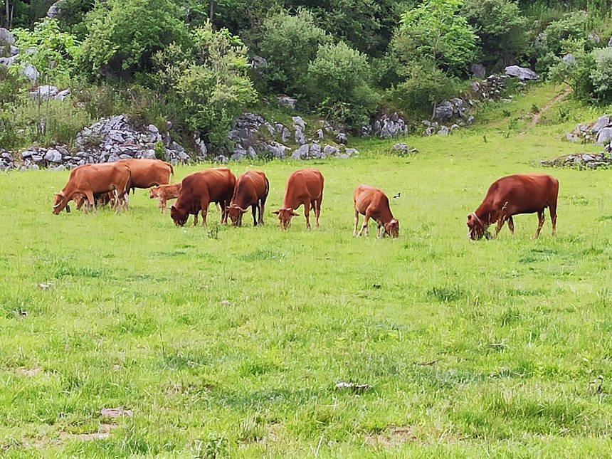 當(dāng)?shù)卣龑?dǎo)村民發(fā)展養(yǎng)牛產(chǎn)業(yè)。