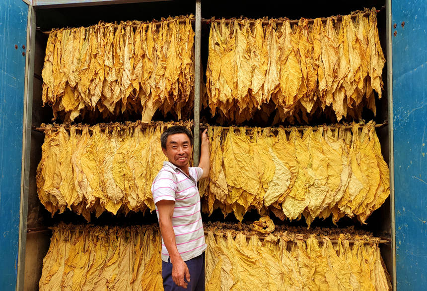 煙農(nóng)李吉和看著金燦燦煙葉滿臉笑容。