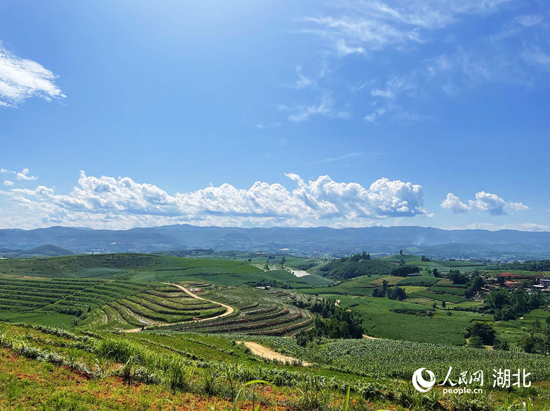 在山上放眼望去，農(nóng)作物茂密生長，沒有一處閑置農(nóng)田。人民網(wǎng) 周恬攝