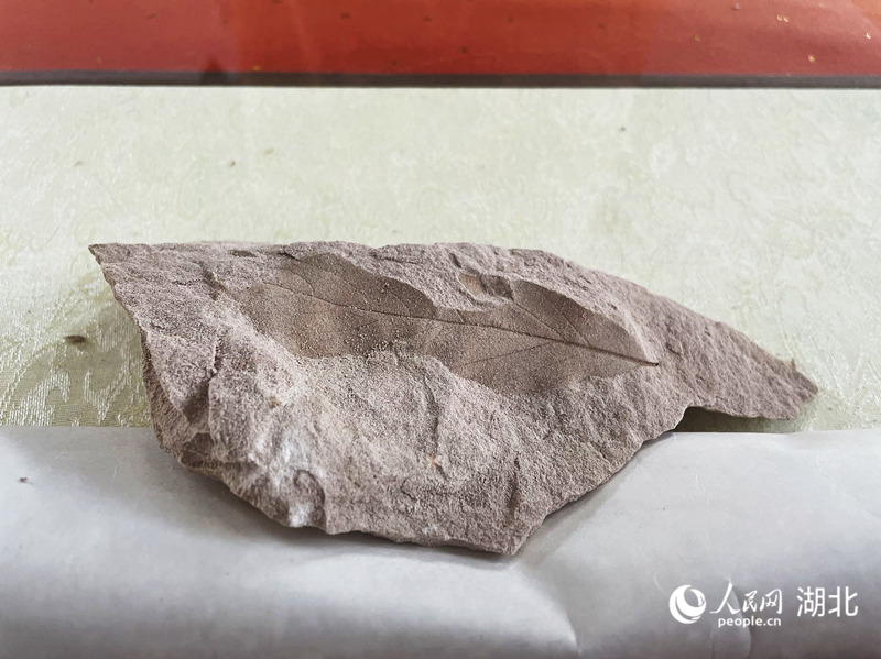 寬葉木蘭化石。人民網(wǎng) 周恬攝