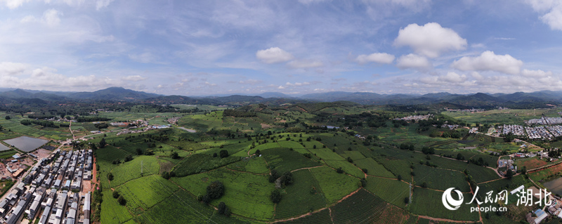 景谷縣民樂鎮(zhèn)白茶基地航拍。人民網(wǎng) 記者李發(fā)興攝