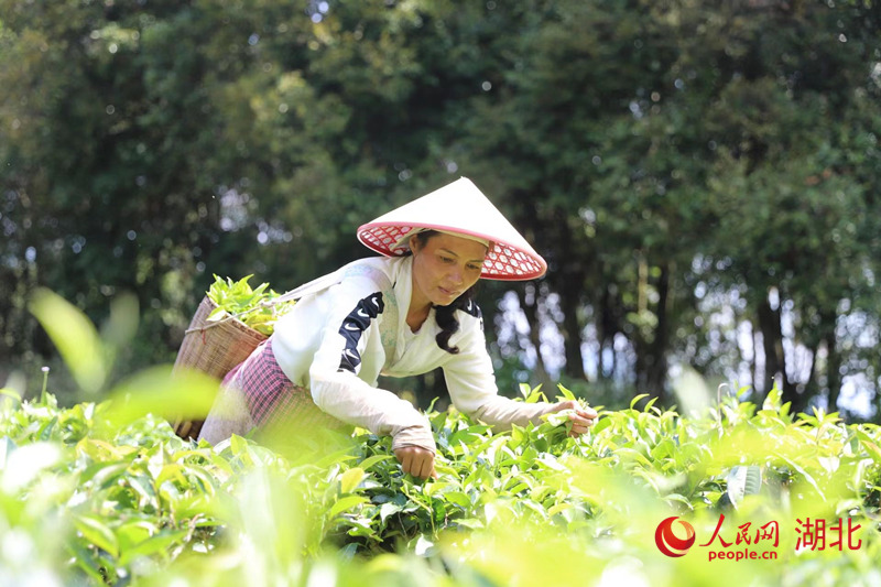 民樂鎮(zhèn)大村村秧塔村民小組村民正在采茶。人民網(wǎng) 記者李發(fā)興攝