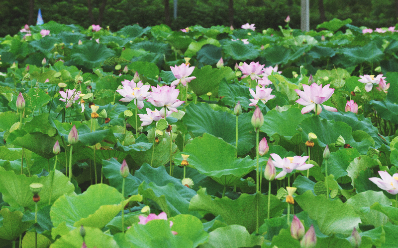 千畝荷花競相開放。葉東輝攝