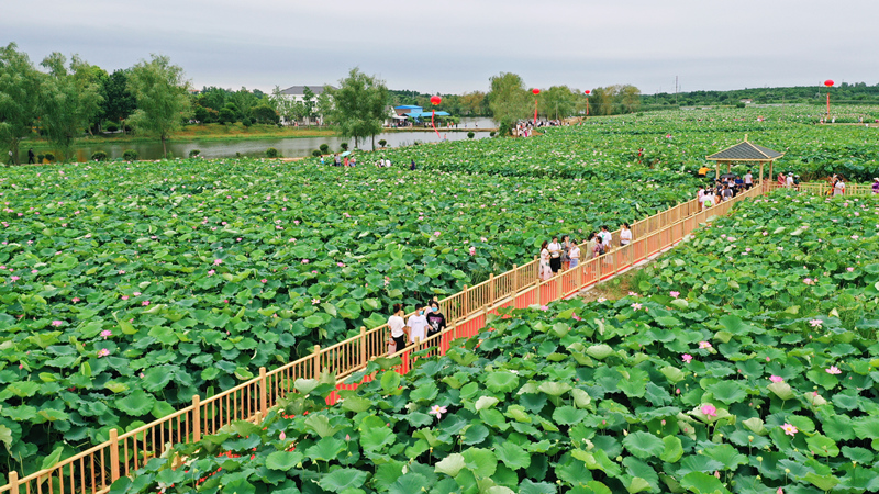 李集街千畝荷花基地引游人賞玩。葉東輝攝