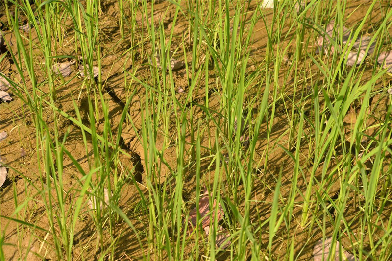 武漢市江夏區(qū)山坡街道和平村良田干涸。黃佳攝