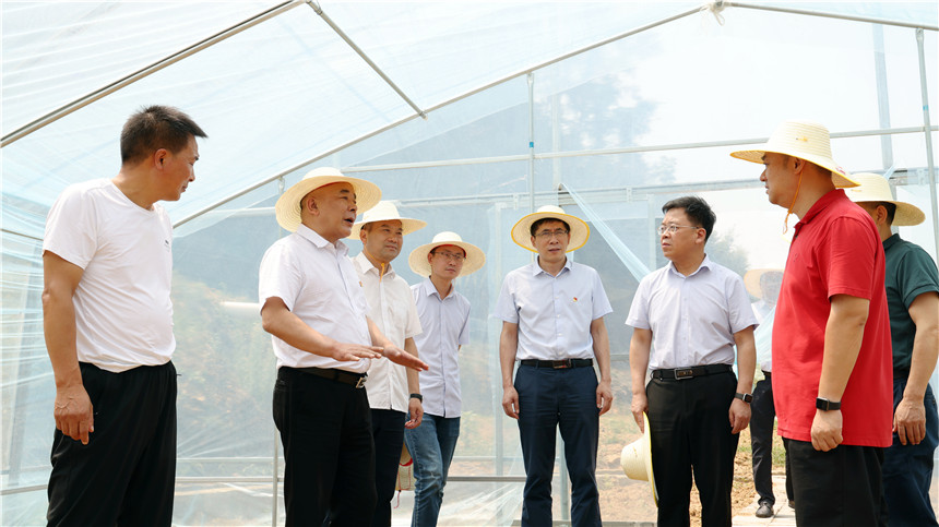 調(diào)研韭菜種植示范基地。