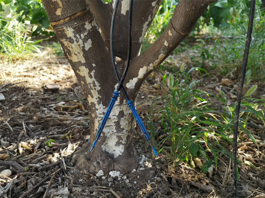秭歸節(jié)水灌溉田間滴灌，將“滴鍵”插入田間可將水勻速輸送到根系位置。