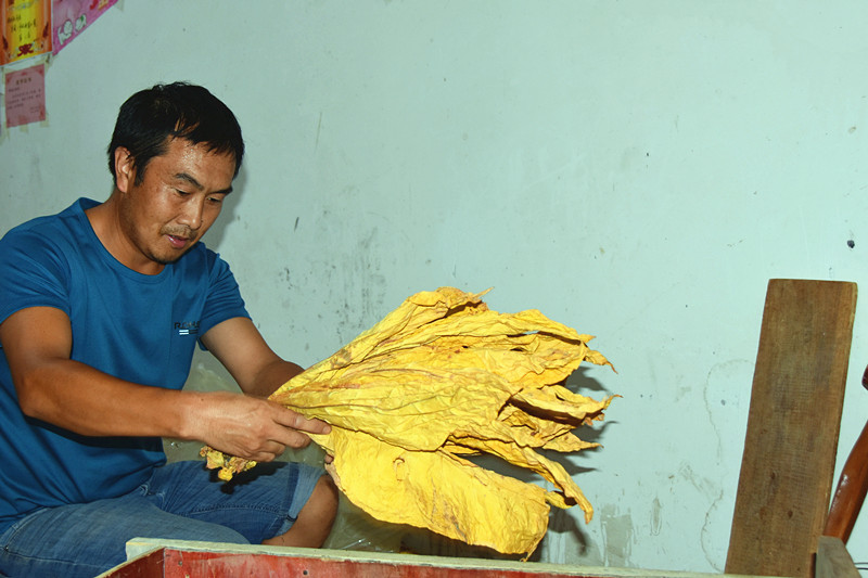 譚遠(yuǎn)軍正在小心翼翼地整理煙葉。馬俊鋒攝