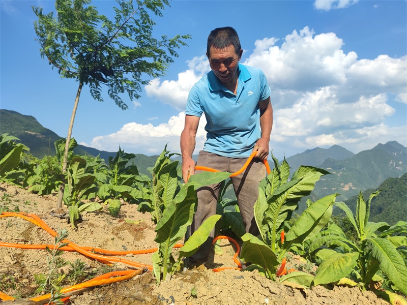 洛家河煙農(nóng)澆灌煙葉。